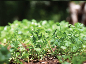 Ferme de micro-pousses